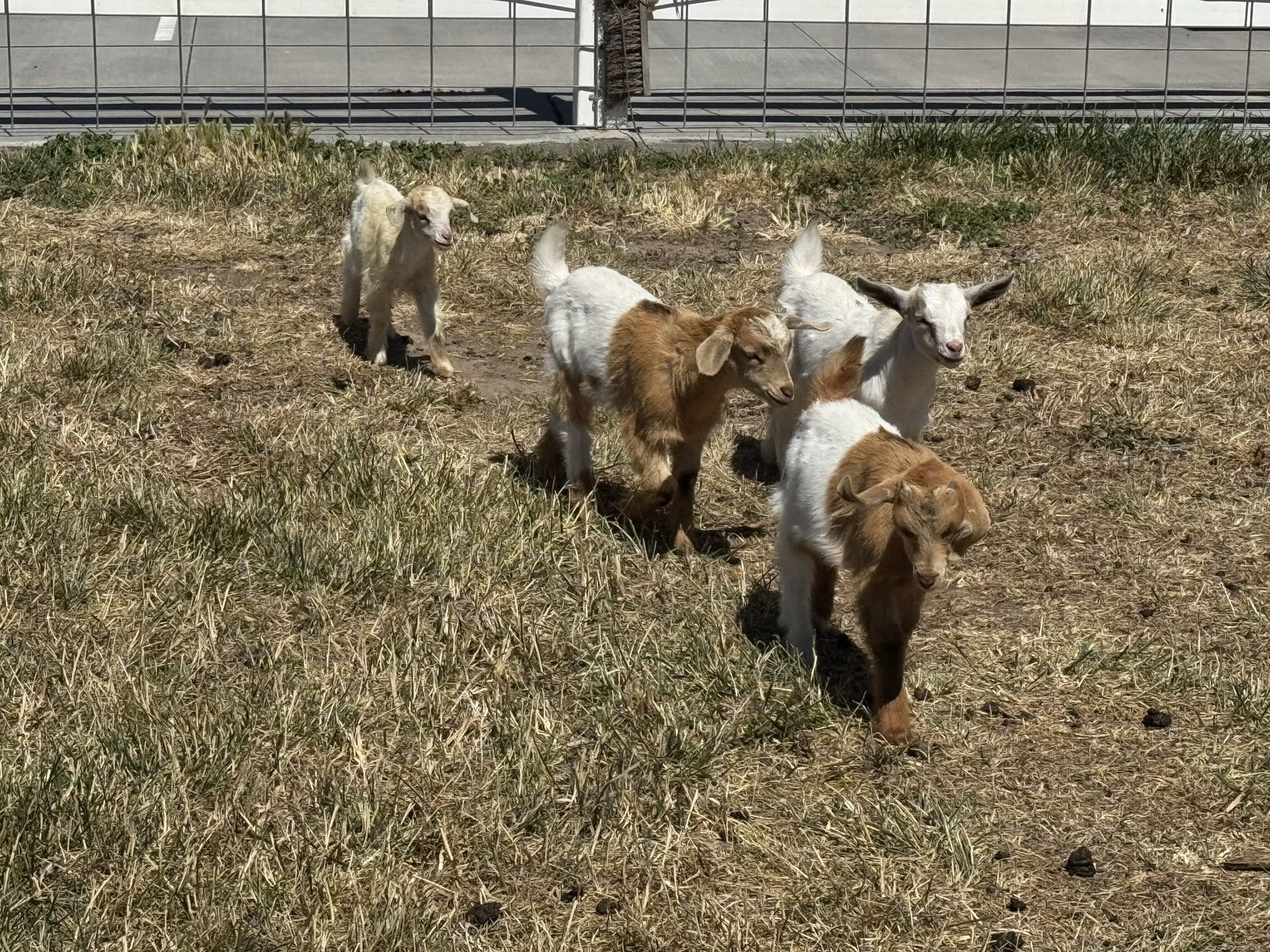 Nigerian Dwarf goats