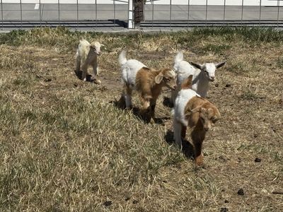 Nigerian Dwarf goats