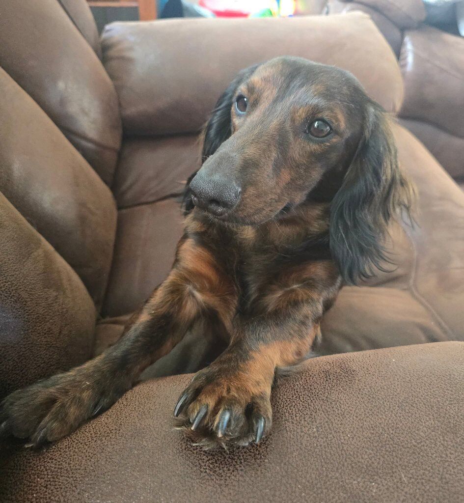 AKC Health Tested Dachshund STUD