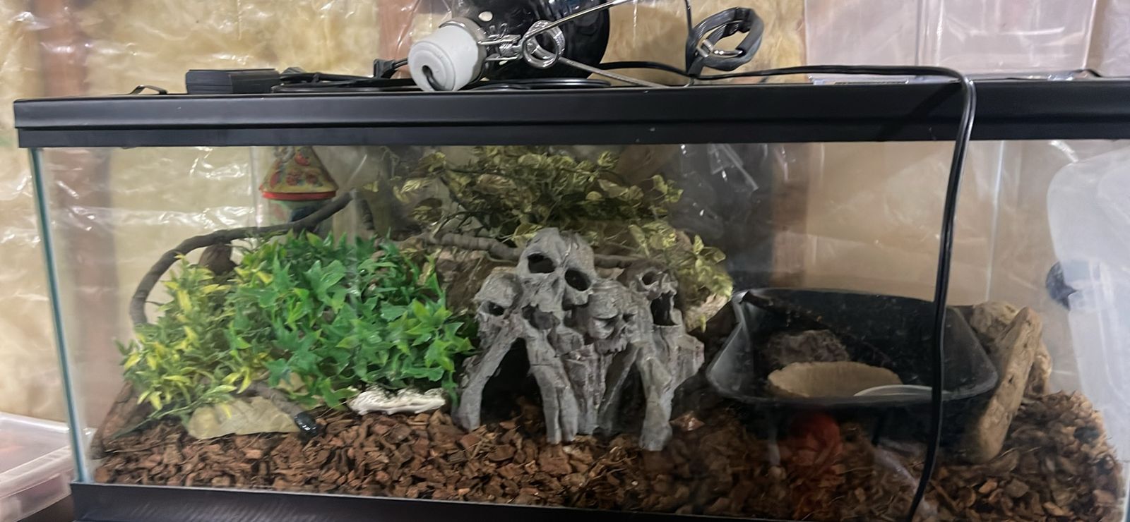Reptile aquarium