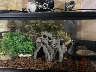 Reptile aquarium