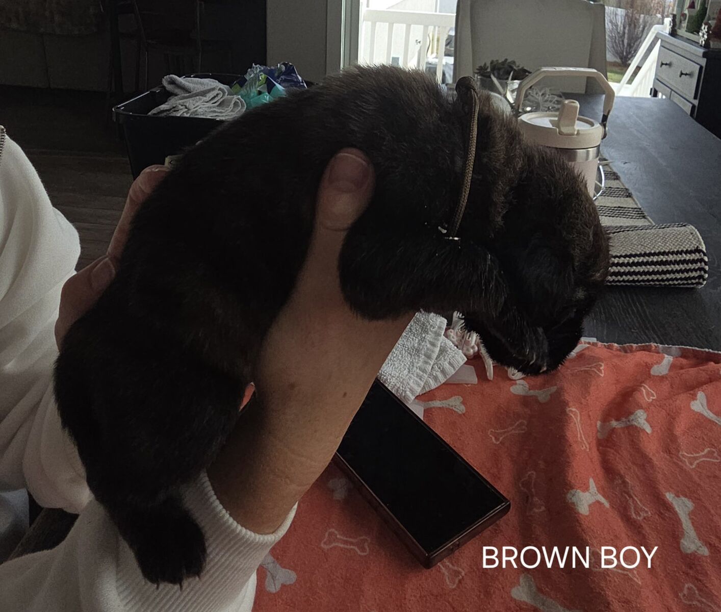 English Mastiff  puppies