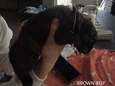 English Mastiff puppies