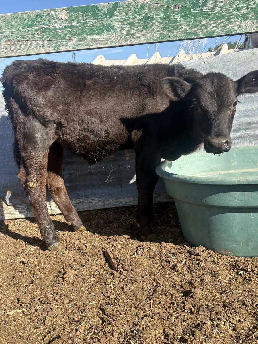 Steer