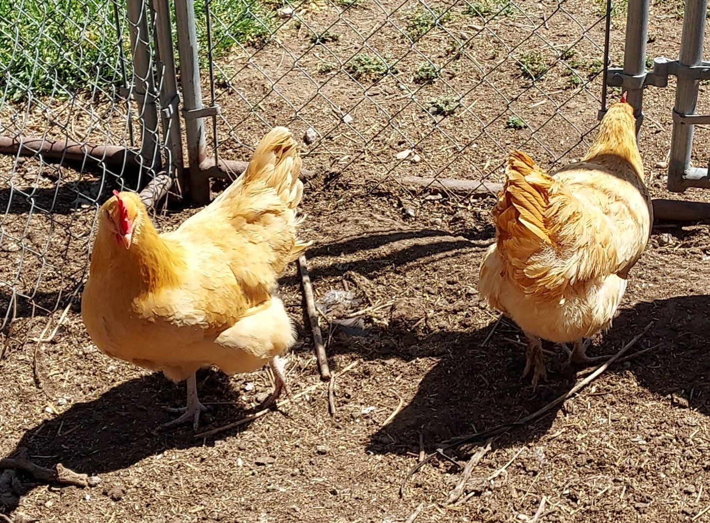 2 Buff English Orpington laying hens and chicks