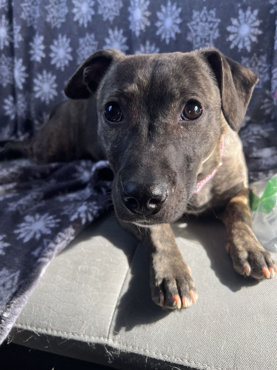 Pitty/chihuahua Mix To Good Home