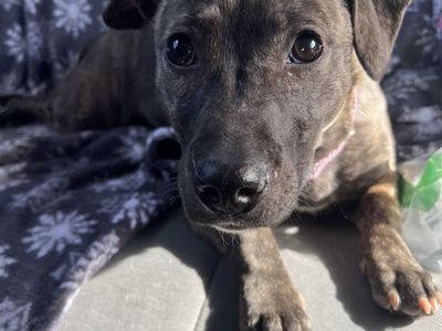 Pitty/chihuahua Mix To Good Home