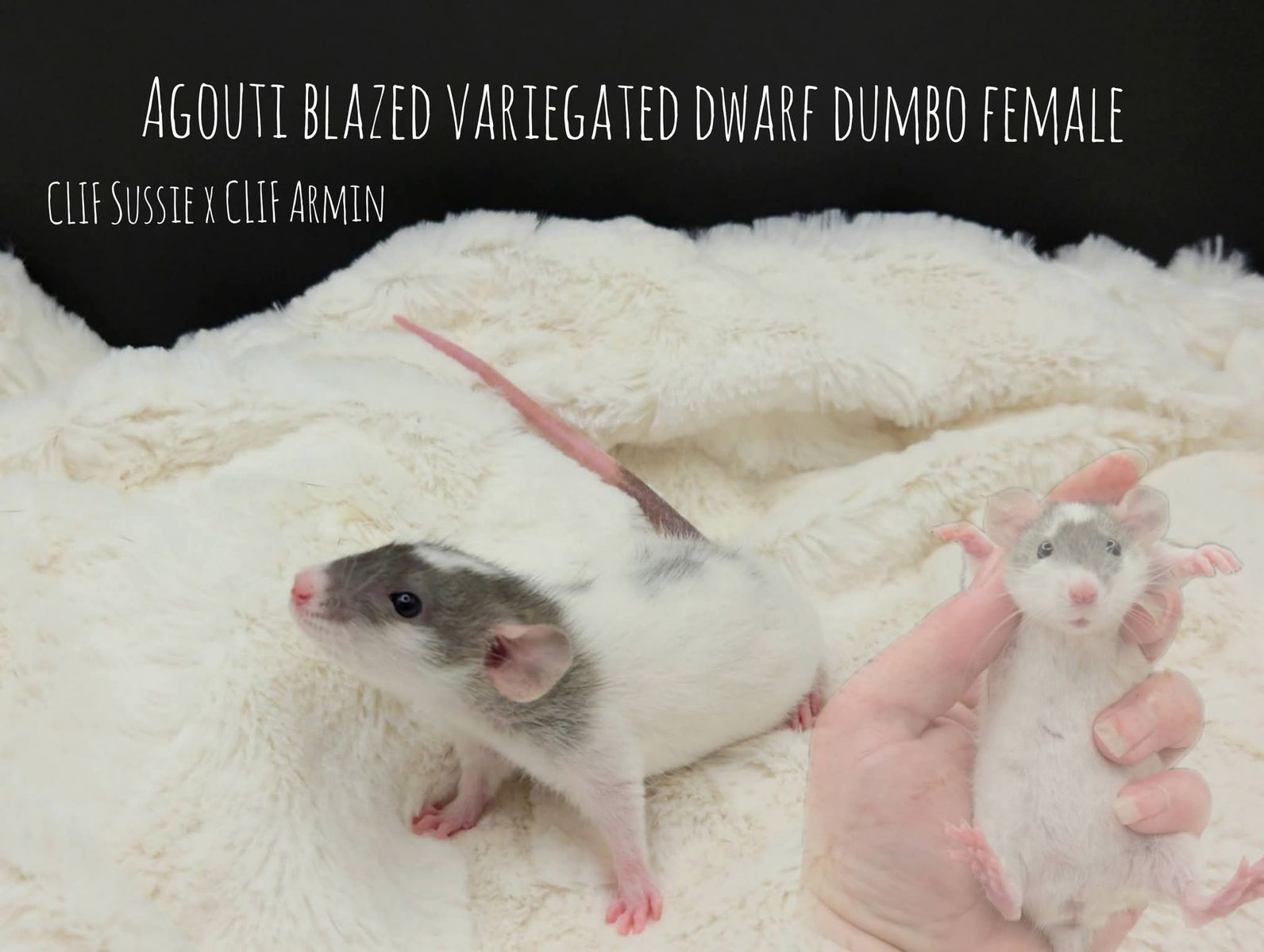 Stargazer Rattery (Pet Rats)