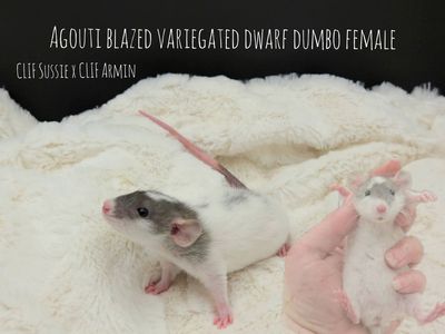 Stargazer Rattery (Pet Rats)