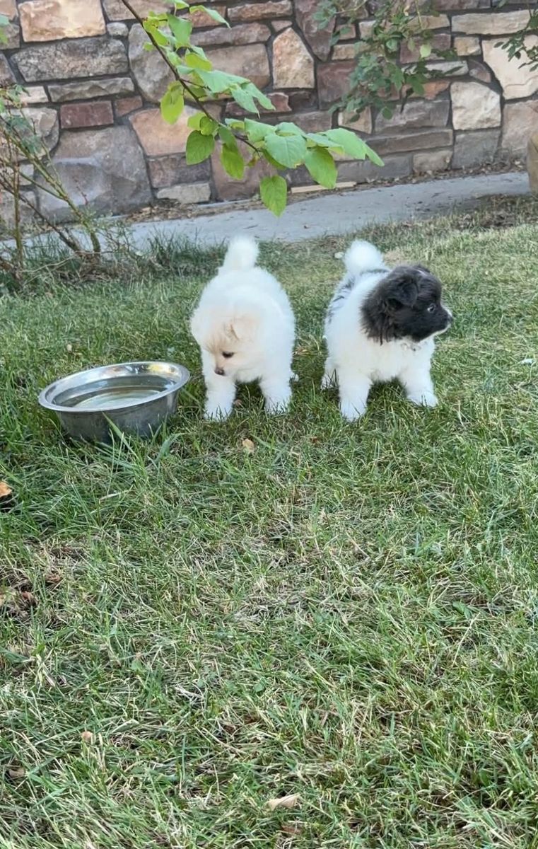 Pomeranian puppy Female