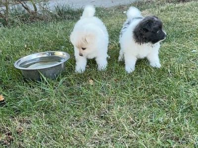 Pomeranian puppy Female