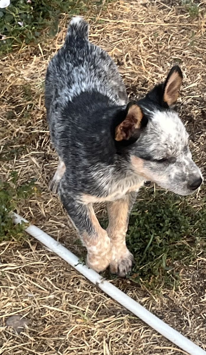 Heeler Pups