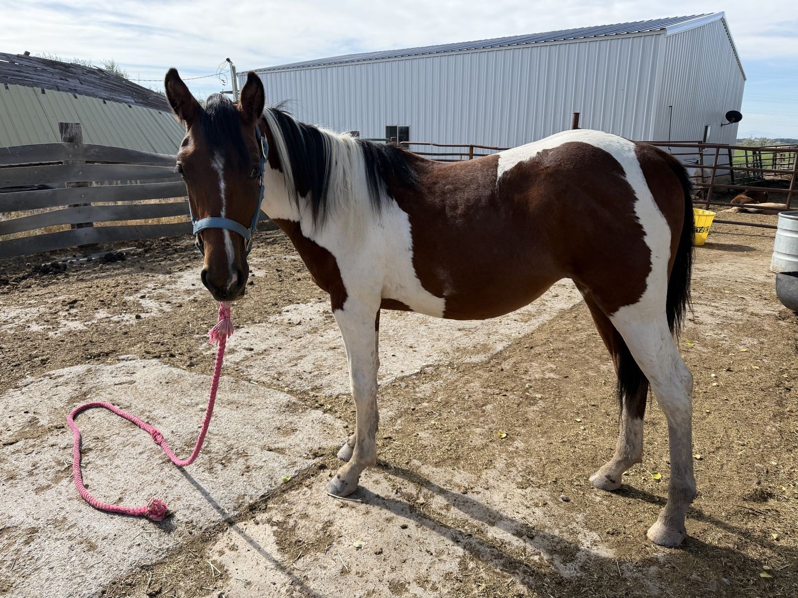 Yearling grade filly  Halter Broke