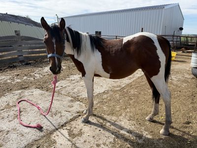 Yearling grade filly Halter Broke