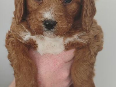 F1 Mini Brittany Doodle puppies