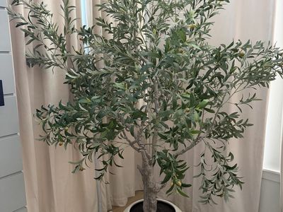 Large Artificial Olive Tree in Off-White Round Planter