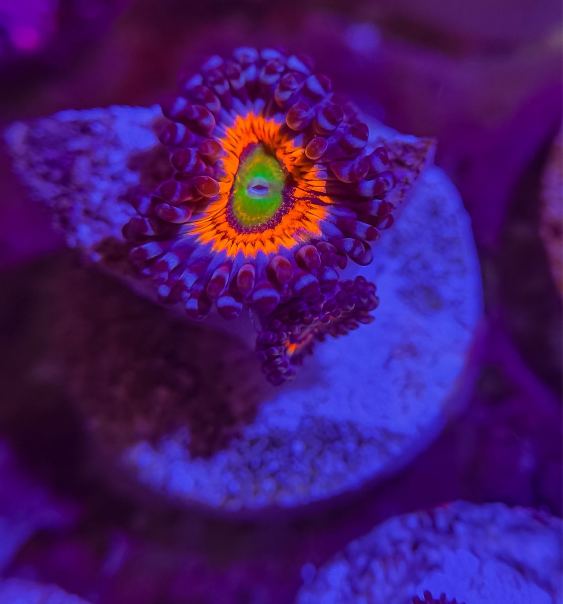 Lots of zoas 