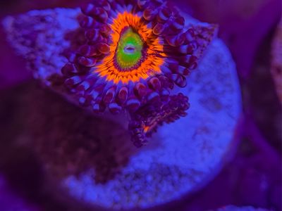 Lots of zoas