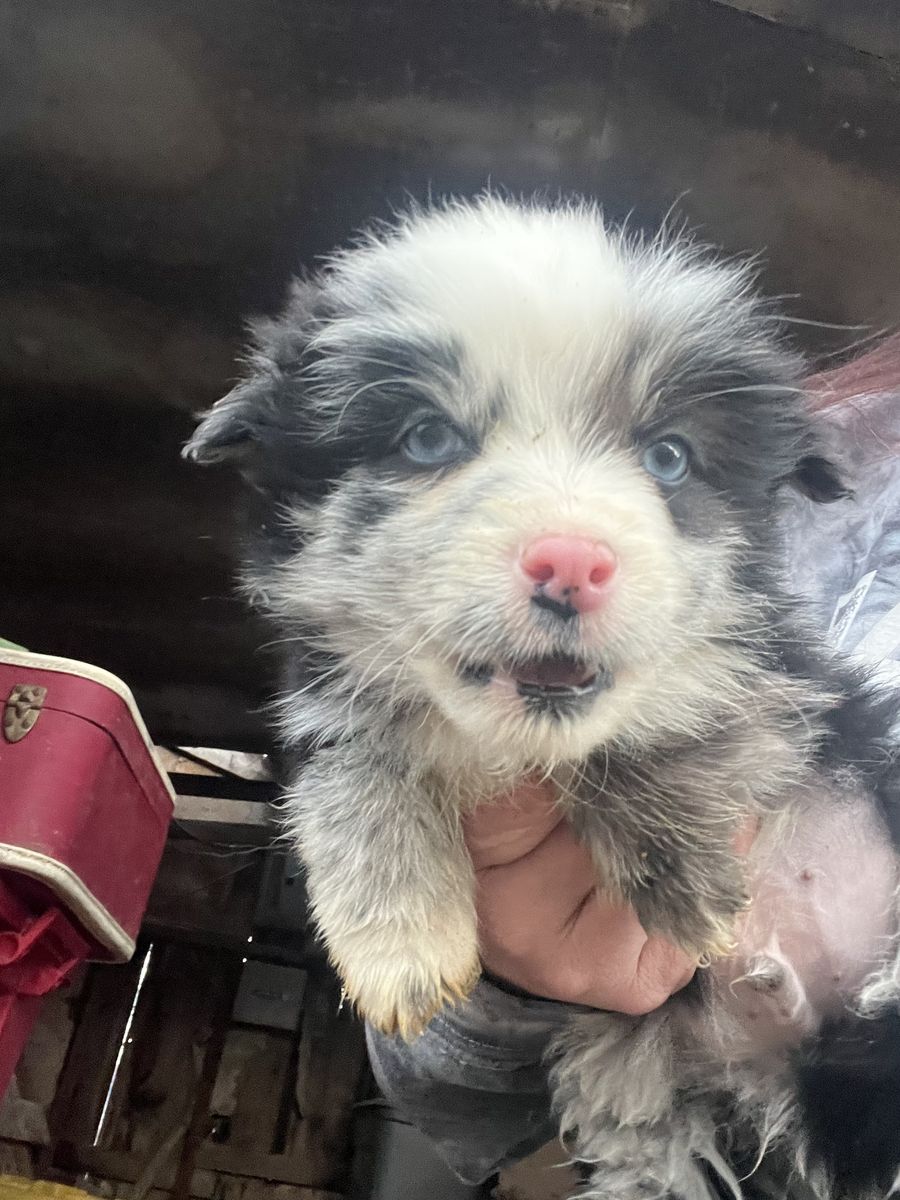 Corgi/ Retreiver pups