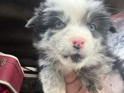 Corgi/ Retreiver pups