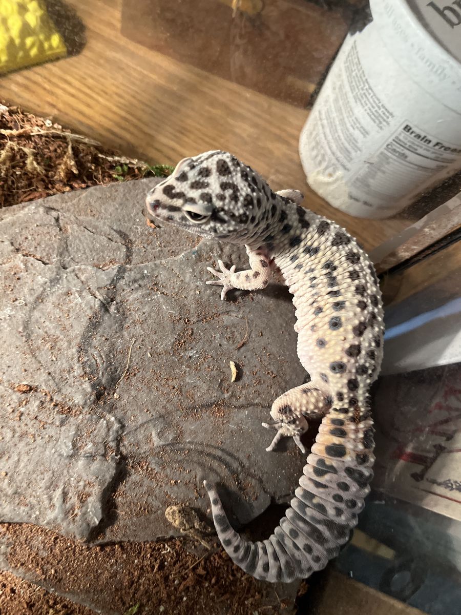 40gal leopard gecko