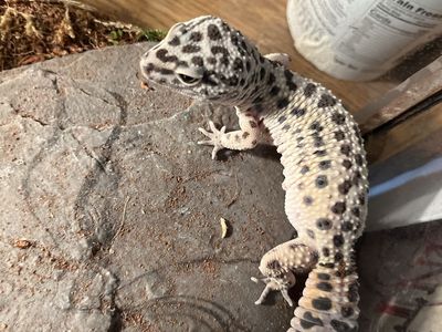 40gal leopard gecko