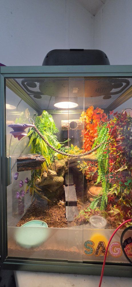 Crested Gecko with Complete Glass Terrarium Enclosure & Accessories Set