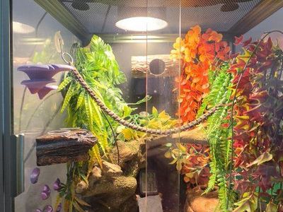 Crested Gecko with Complete Glass Terrarium Enclosure & Accessories Set