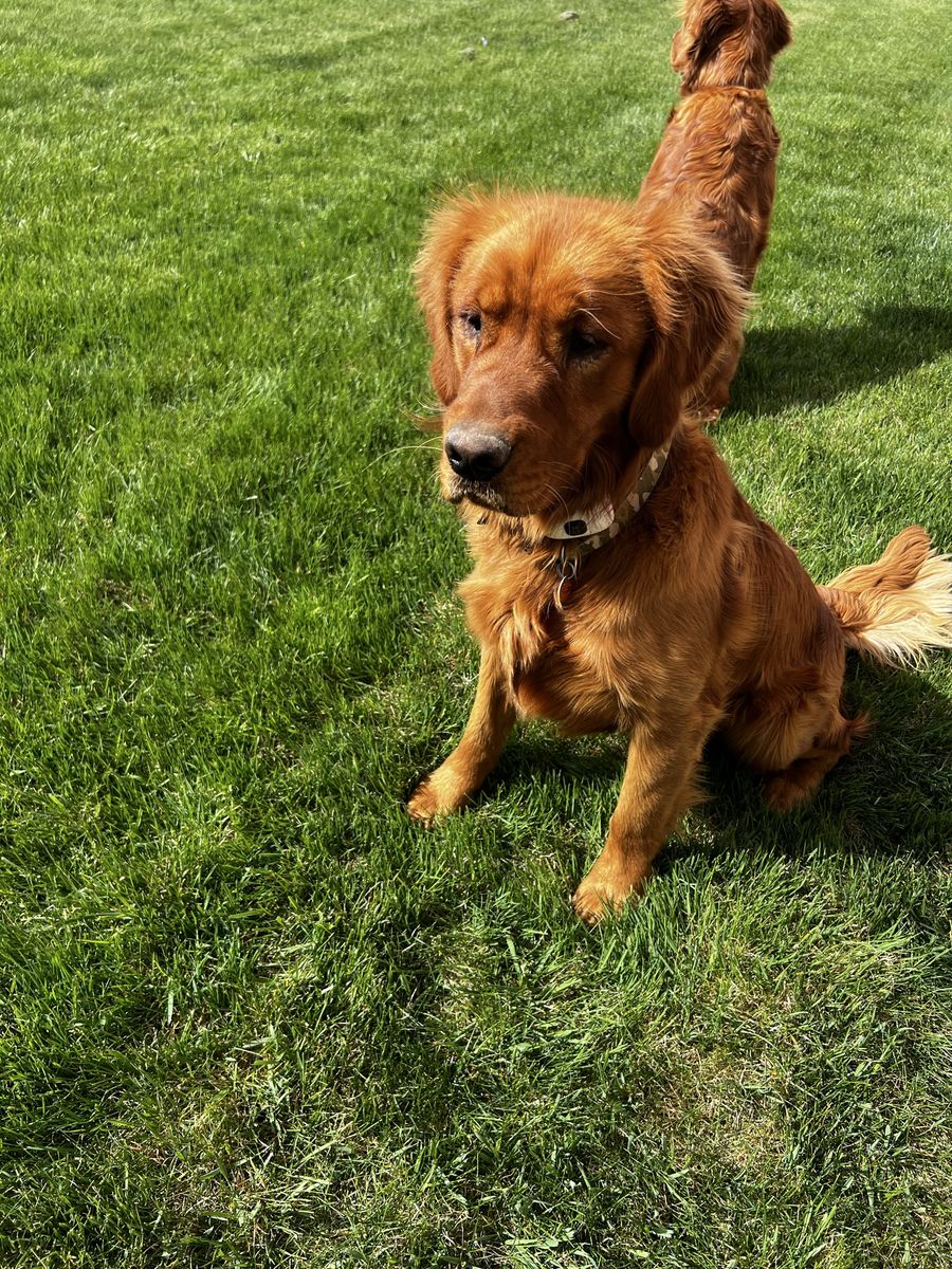 Golden Retriever Rehome