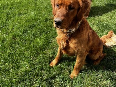 Golden Retriever Rehome