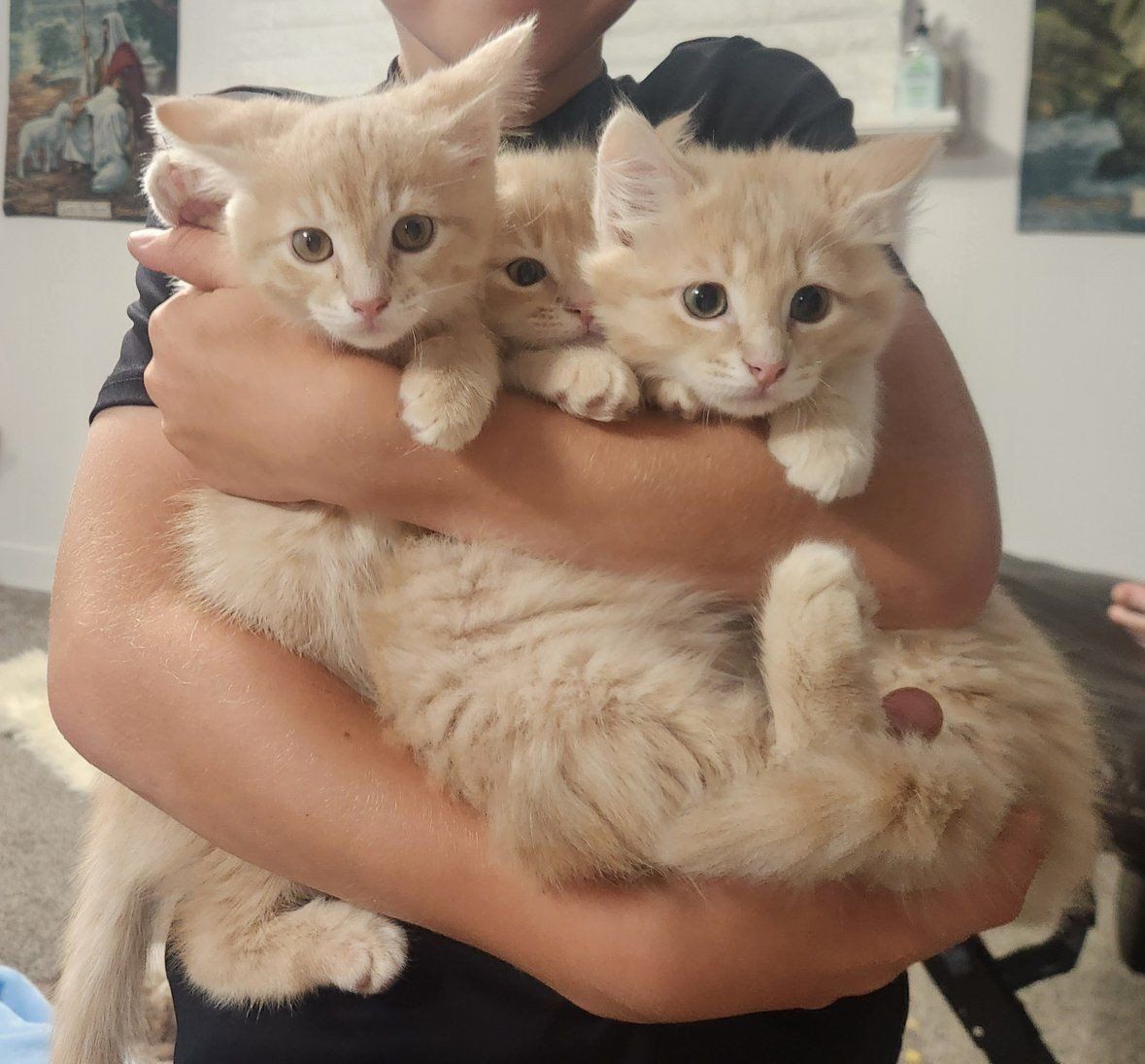 9 week old cream kittens