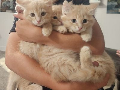 9 week old cream kittens