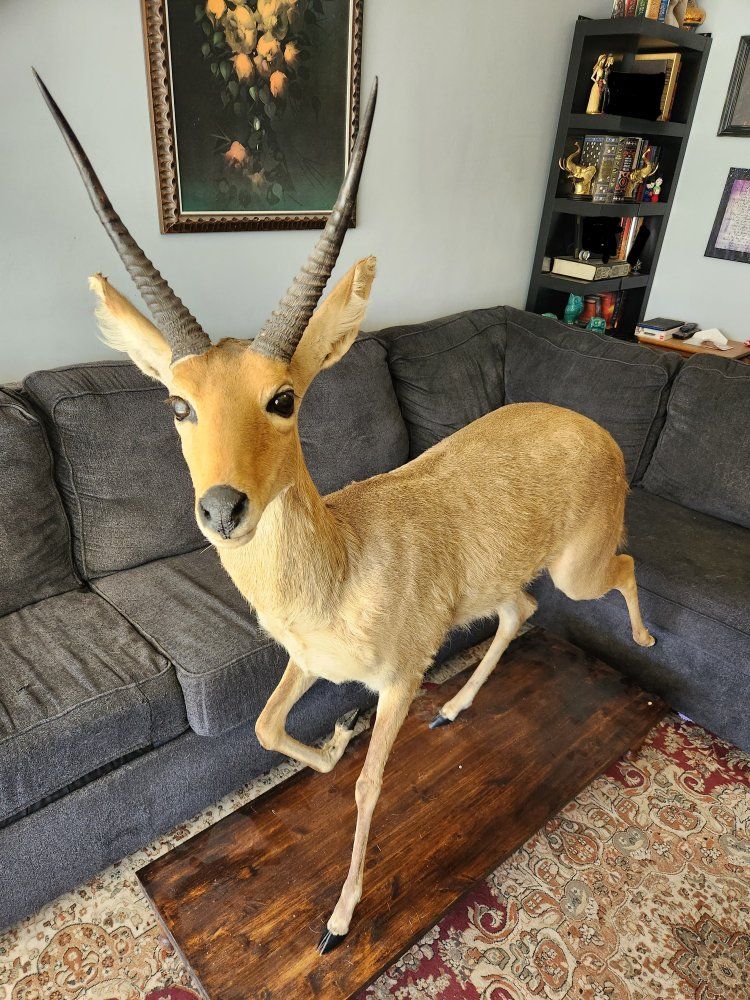 Full Reedbuck Mount With Stand
