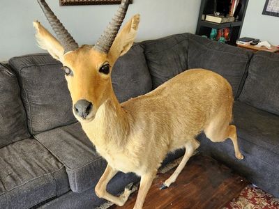 Full Reedbuck Mount With Stand