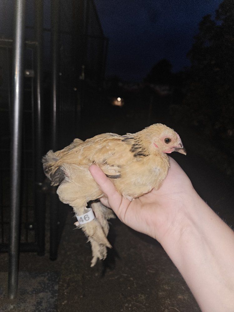 Bantams
