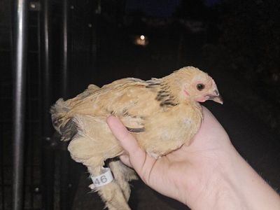 Bantams