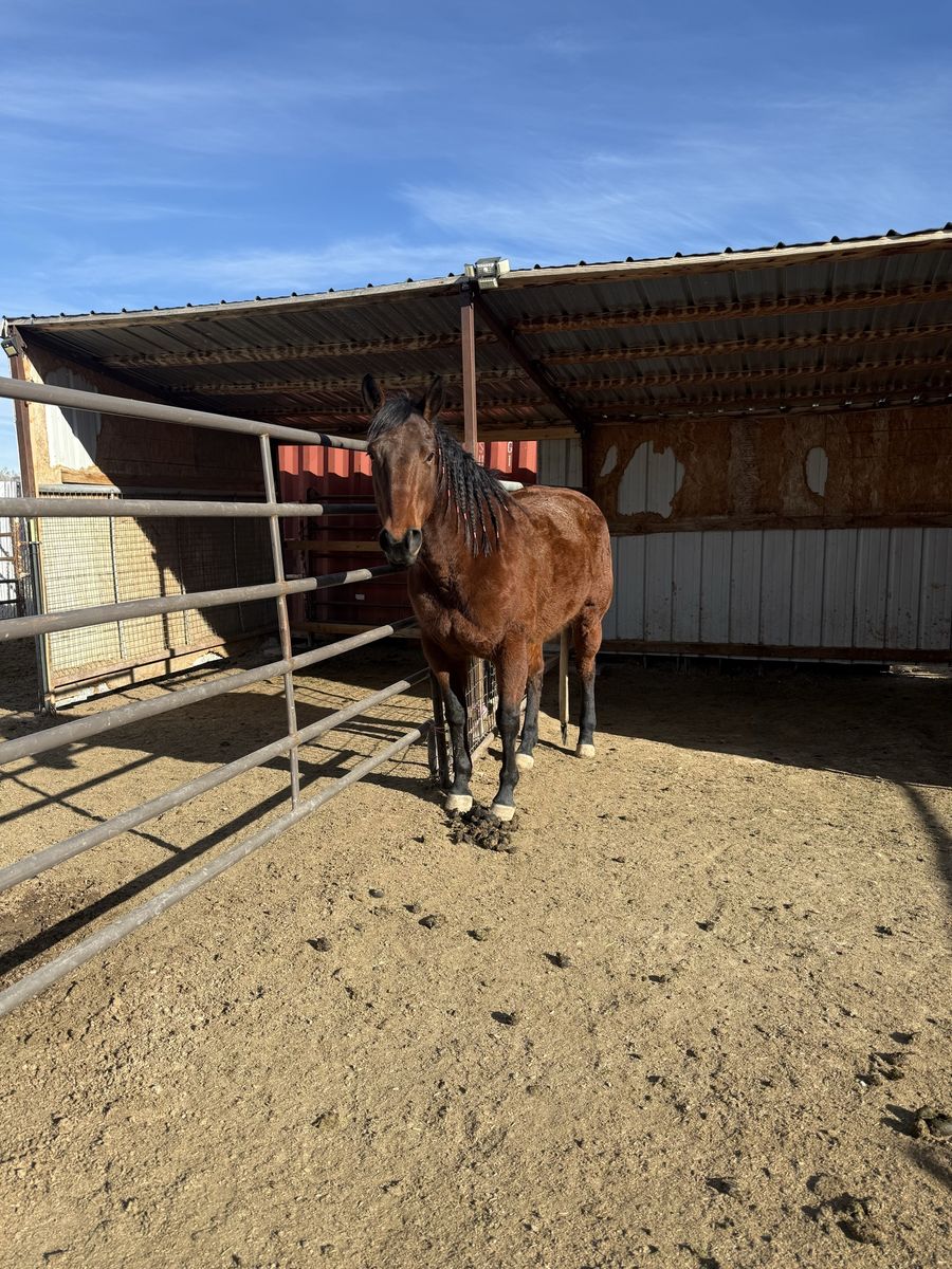 10 year  old mare