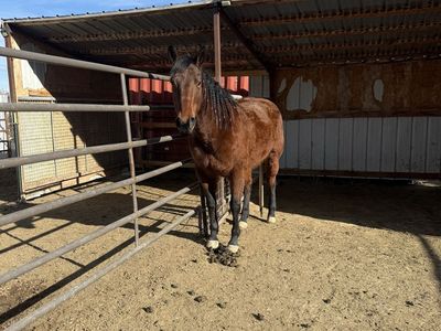 10 year old mare