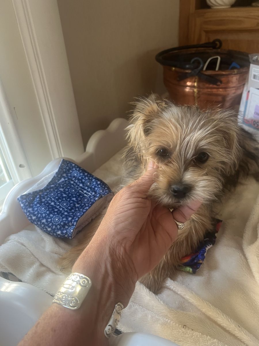 Yorkie