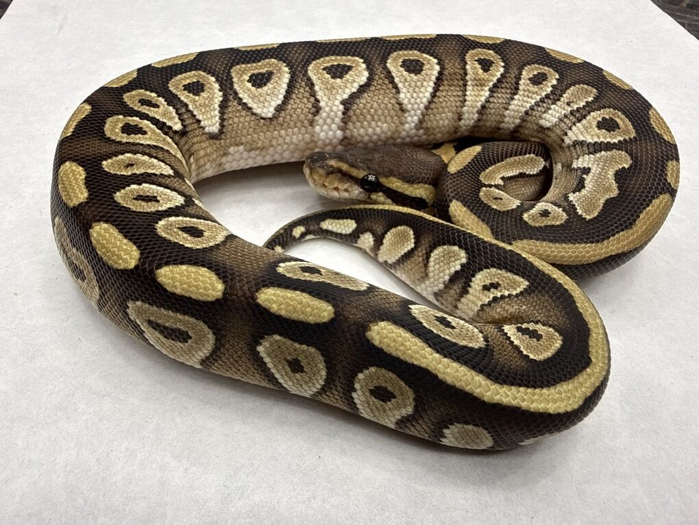 Mojave Het Clown pos Het Pied