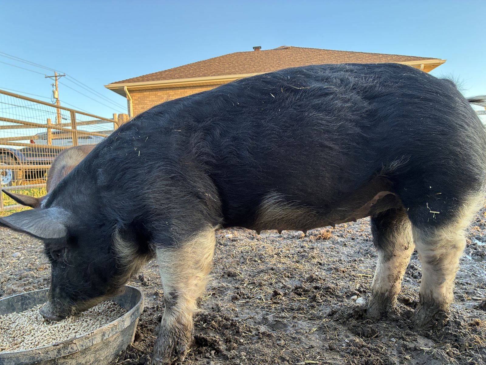 Berkshire piglets for sale.