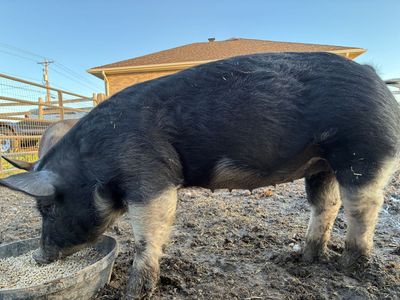 Berkshire piglets for sale.