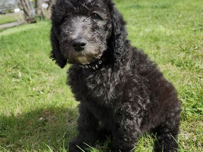 Free Doodle Puppy--Standard Size
