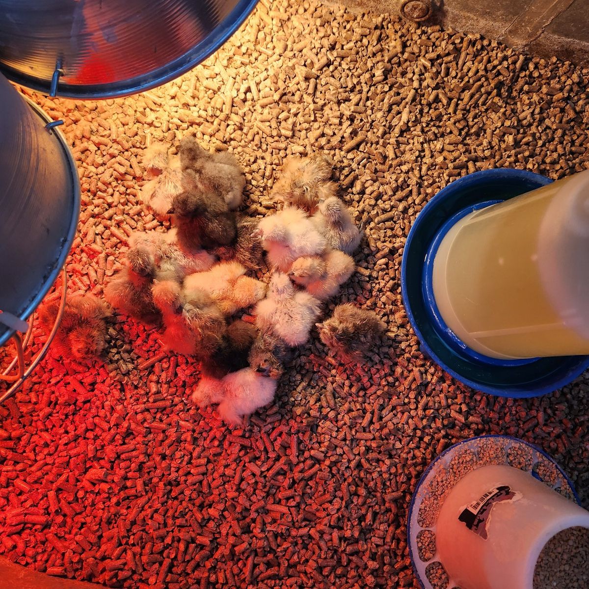 Chicks