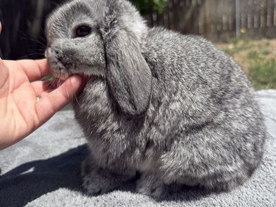 Jr Holland Lop Buck