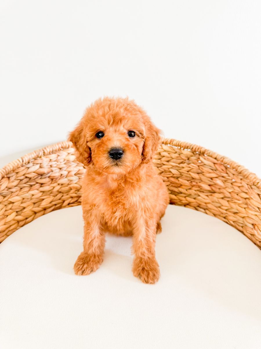 Betty - Adorable Red Curly F1b Female Mini Goldendoodle Golden Doodle 15-18lbs, Trained, Therapy Potential, Ready Now