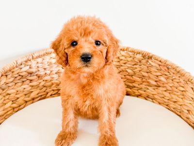 Betty - Adorable Red Curly F1b Female Mini Goldendoodle Golden Doodle 15-18lbs, Trained, Therapy Potential, Ready Now