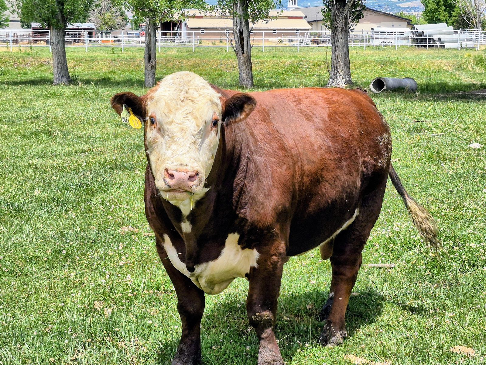 2 Year old Registered Hereford Bull For Sale