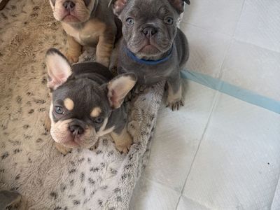 French Bulldog AKC Puppies HURRY 2 LEFT