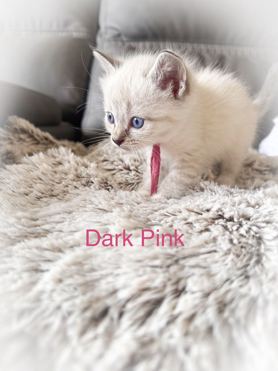 Siamese x Ragdoll Kittens. Free delivery option